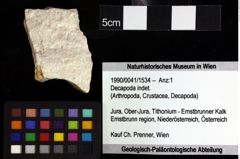 Foto (Objket + Etiketten) von Pithonoton marginatum (von Meyer, 1842) 